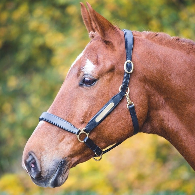 Headcollars & Leads Page 2 Just Horse Riders