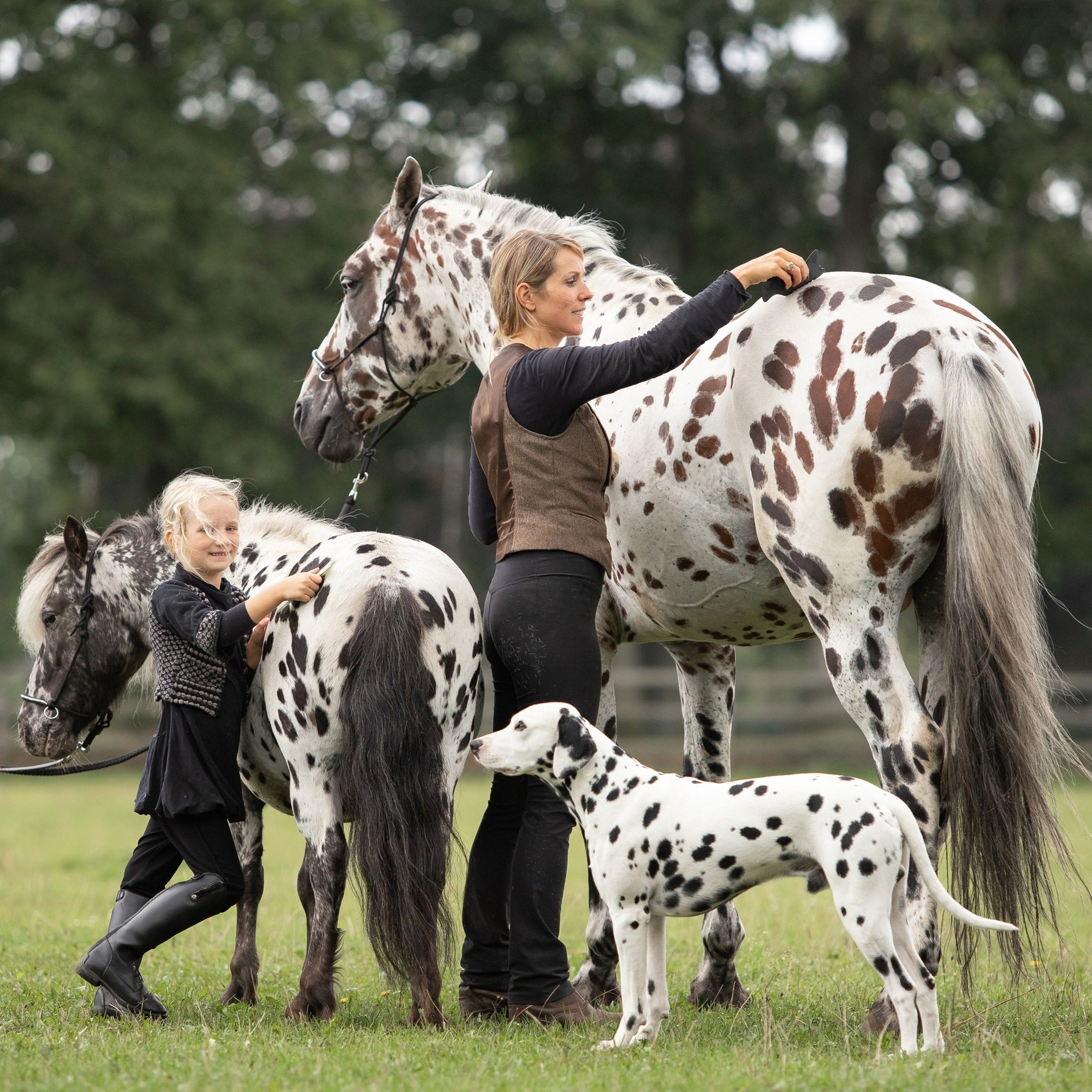 The Special Relationship Between Humans, Horses and Dogs