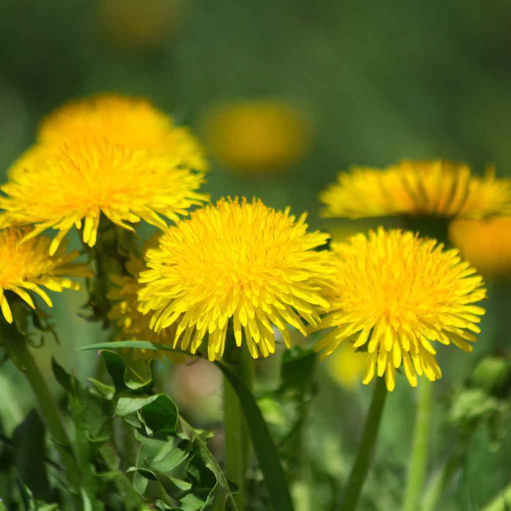 Dandelions in Equine Diet: Are They Safe for Horses?