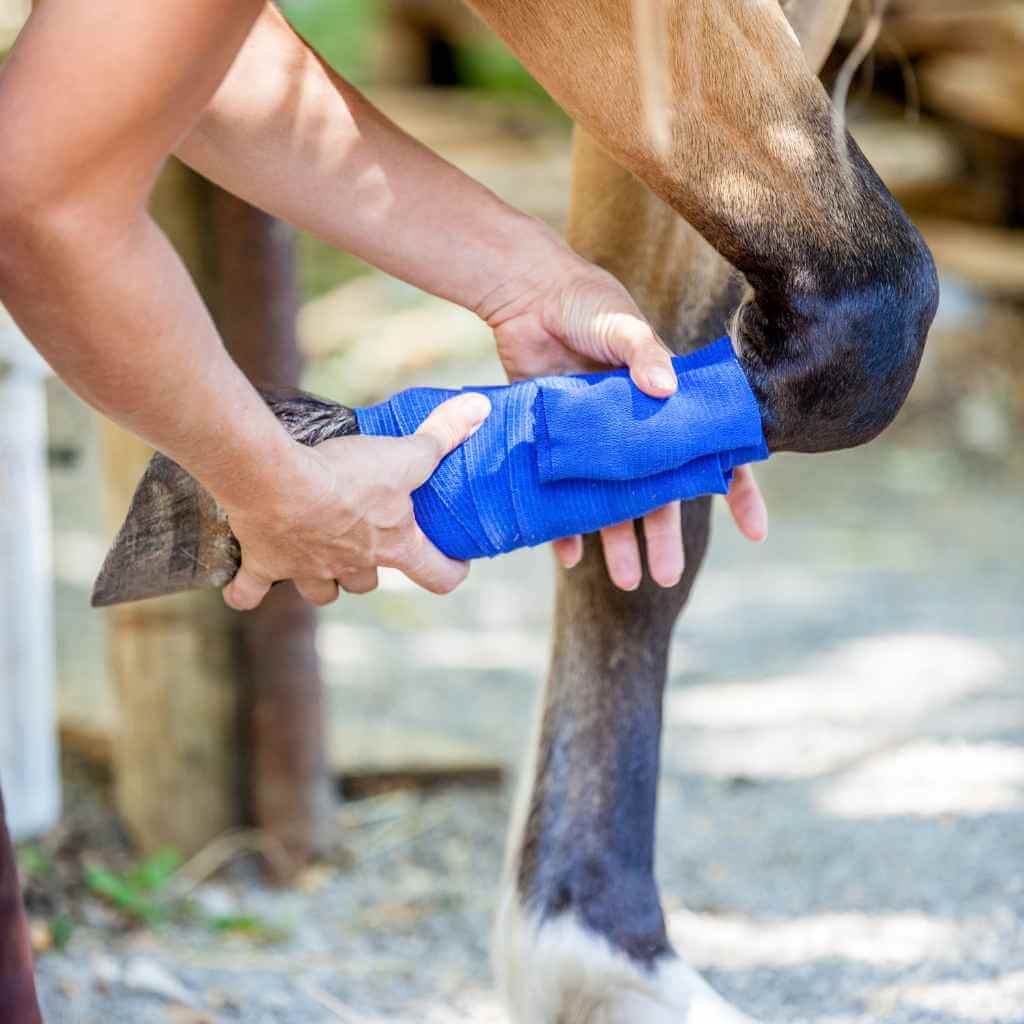 horses leg with a blue wrap round it - just horse riders