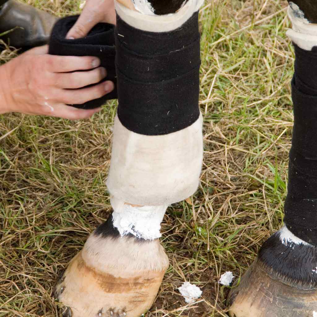 horse with black banadge round it - just horse riders