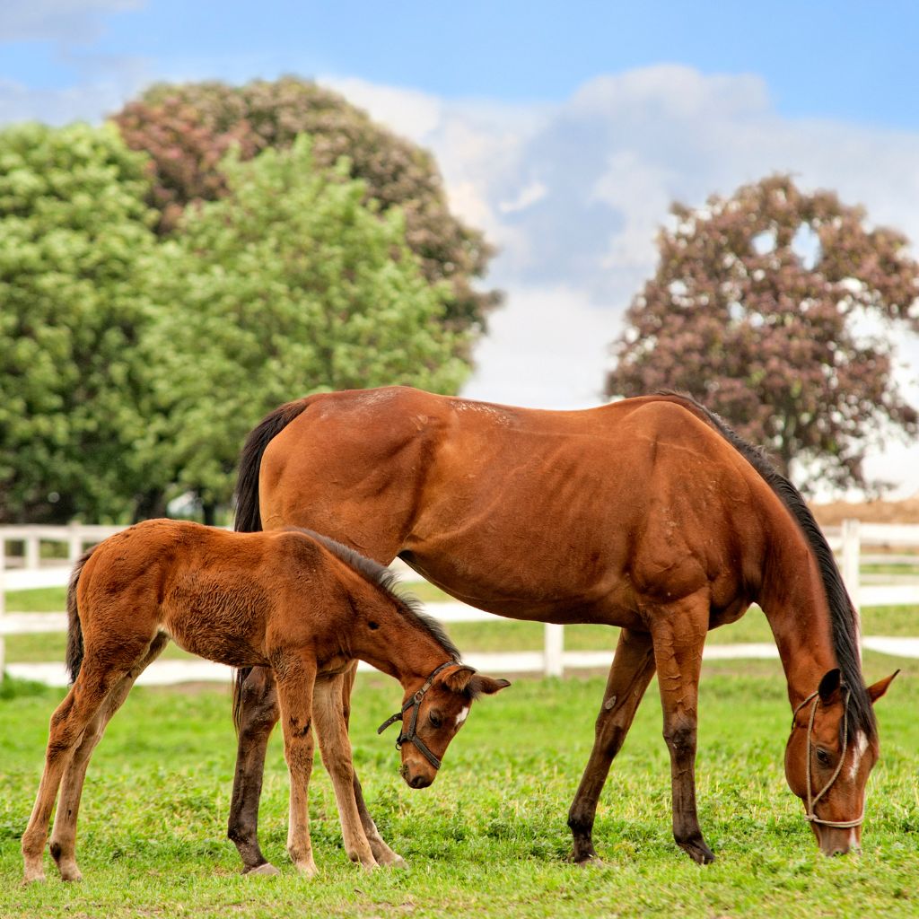 Why Isn't My Horse Getting Pregnant? An Equestrian's Guide