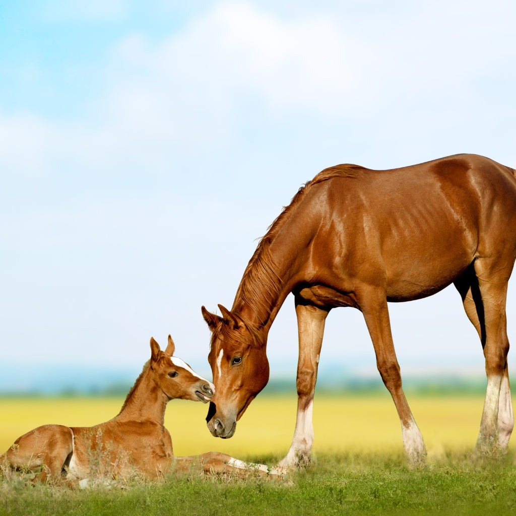 A Closer Look at the Horse Breeding Process From Mating to Birth