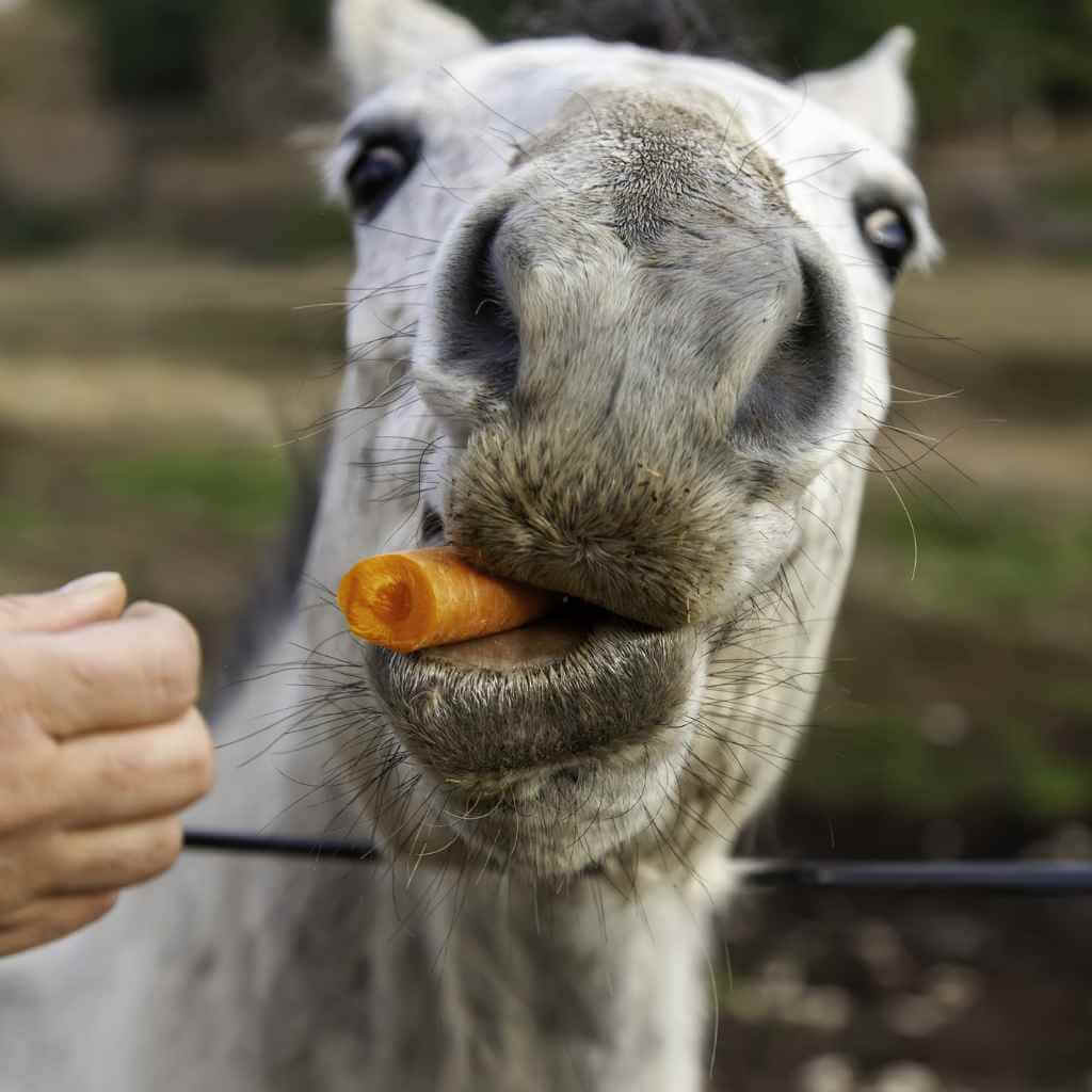 horse eating a carrot - just horse riders
