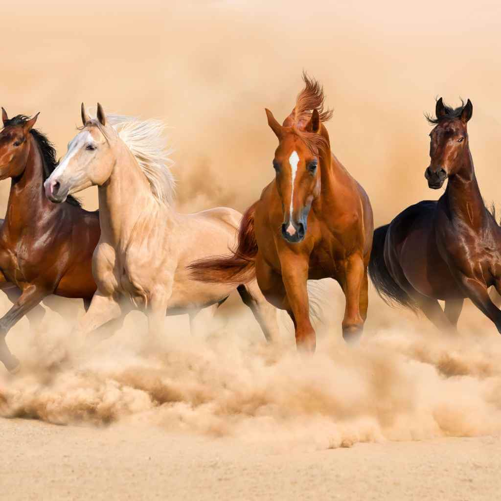 paint group of horse running in the desert - just horse riders