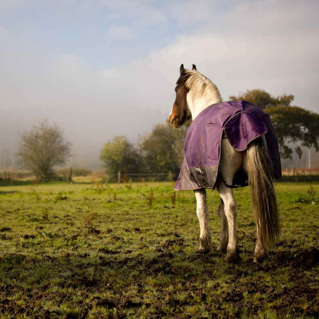 Decoding Mud Fever: Prevention, Symptoms, and Treatment for Horses