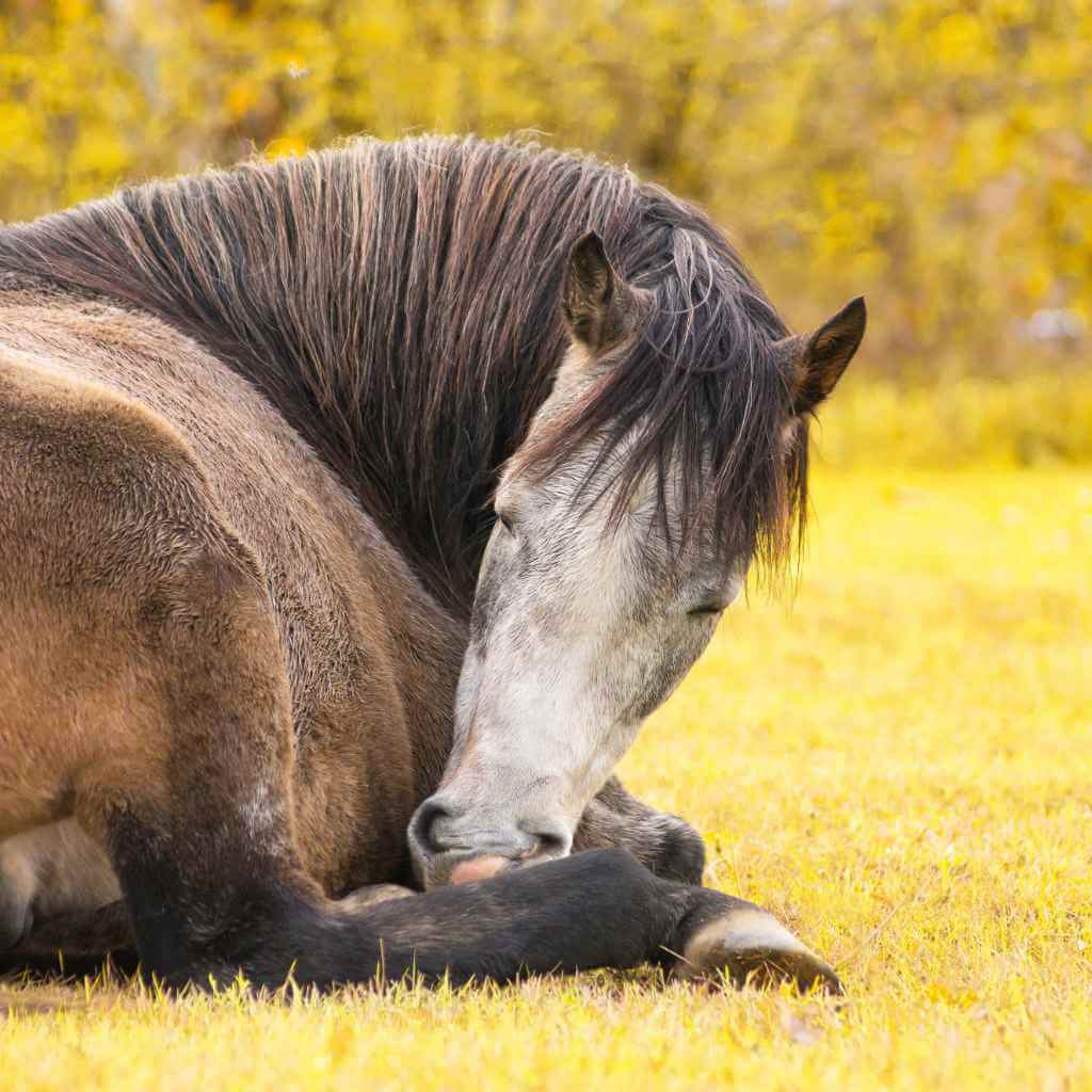 How Do Horses Sleep? Explore Answers & Shop Best Equestrian Gear – Just  Horse Riders