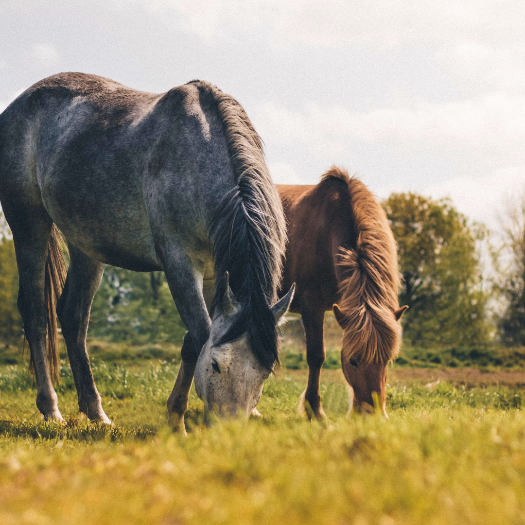 Is your horse underweight?