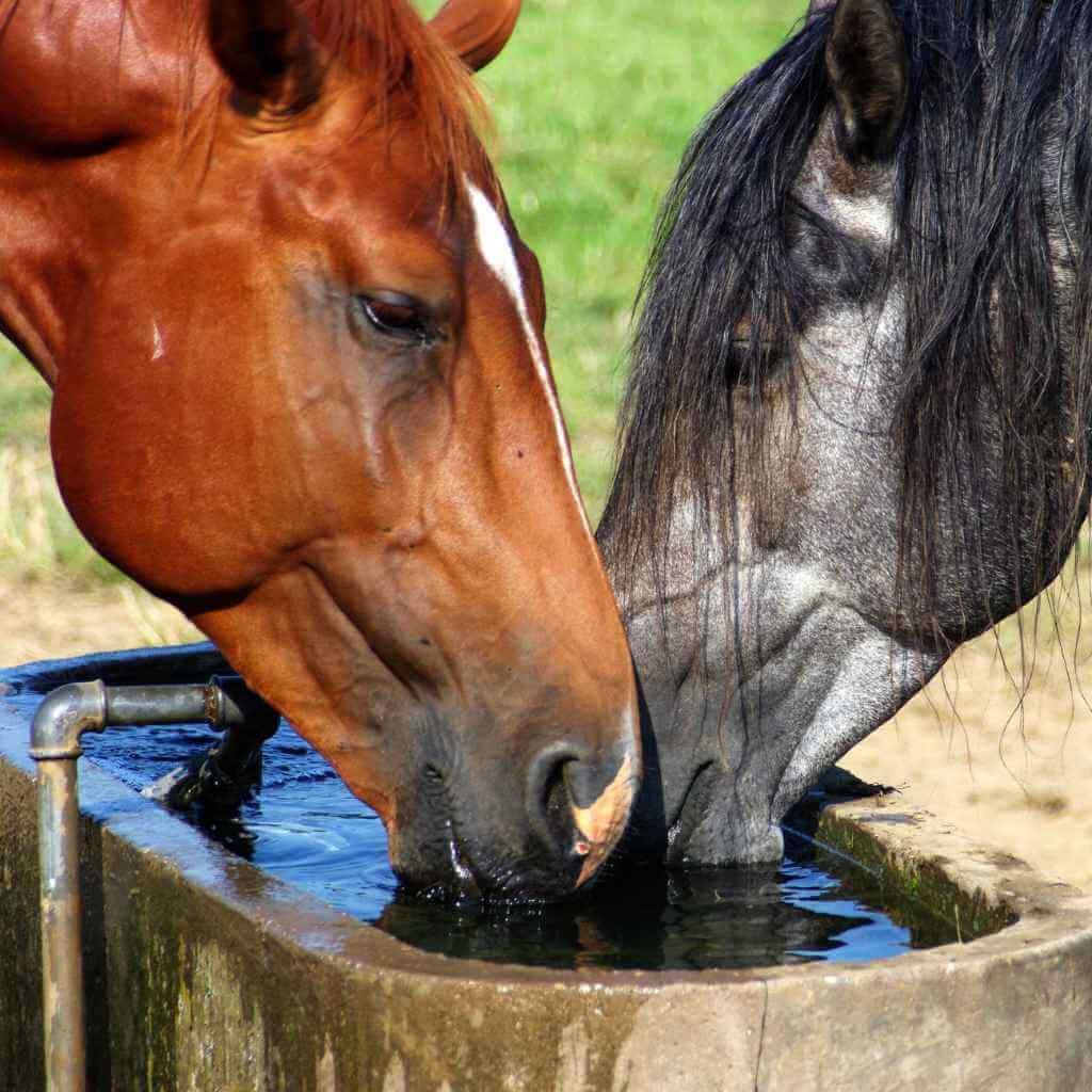 Close-up of a horse's head drinking water from a trough. Horse hydration.