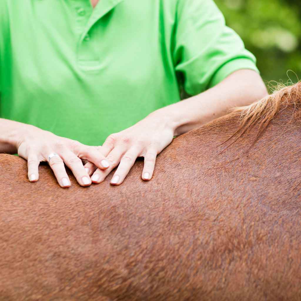 kissing spine in horse - just horse riders