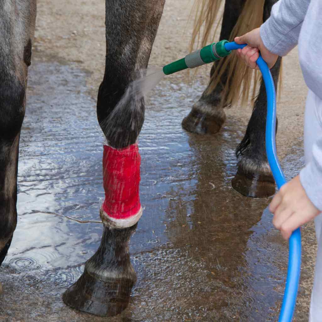 horse with red bandge round its let - Just Horse Riders