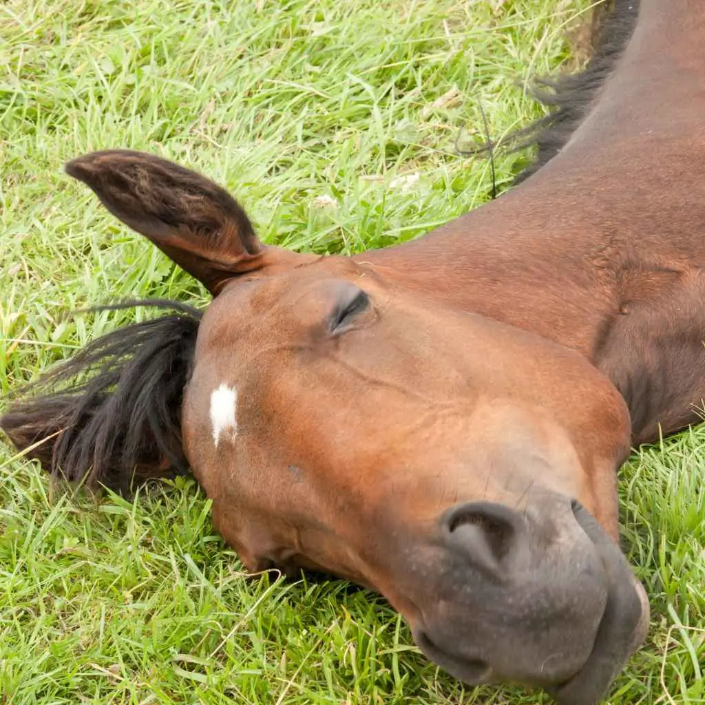 a horse falling a sleep on the grass - just horse riders