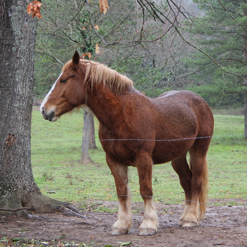 Draft Horse Measurer