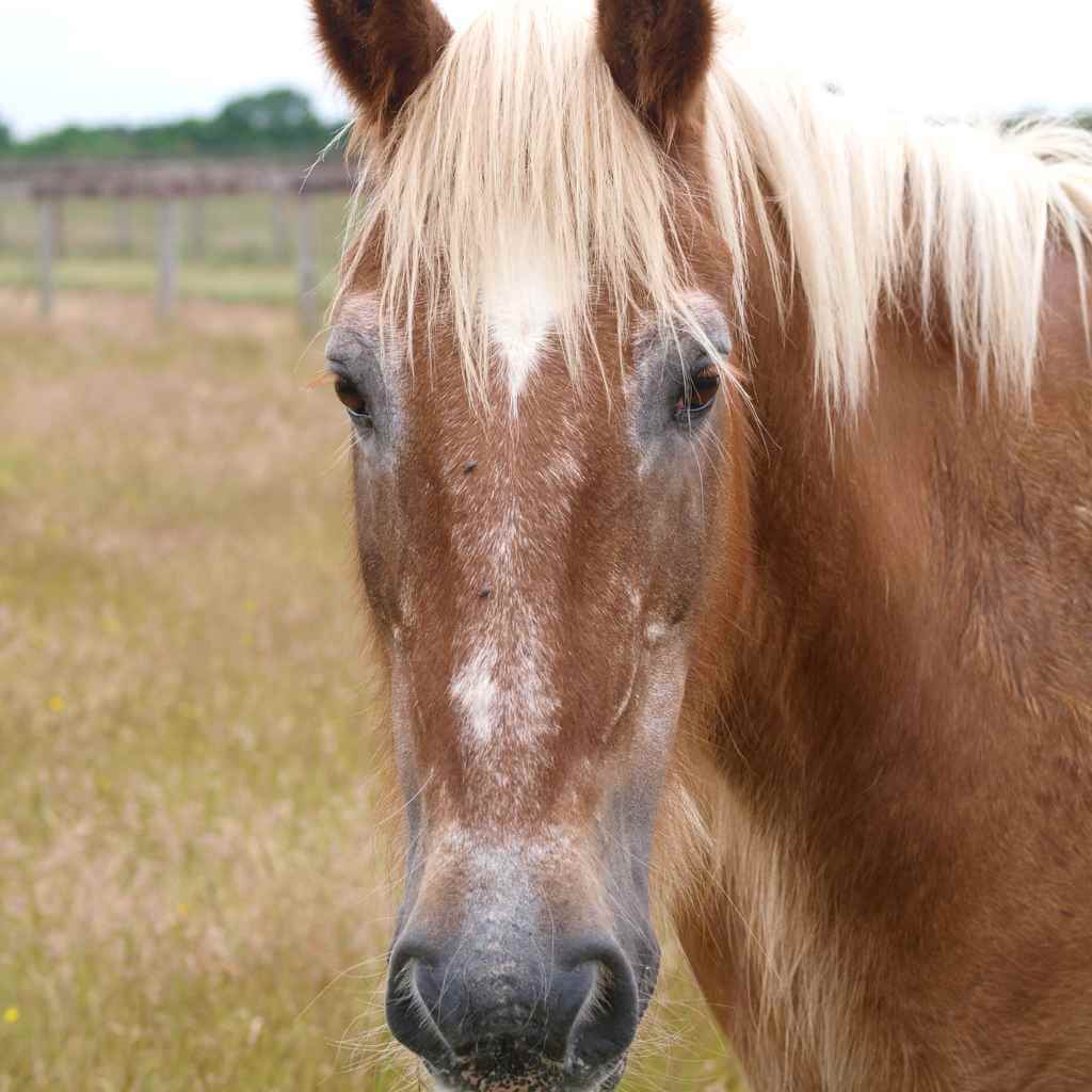 old looking horse- just horse riders