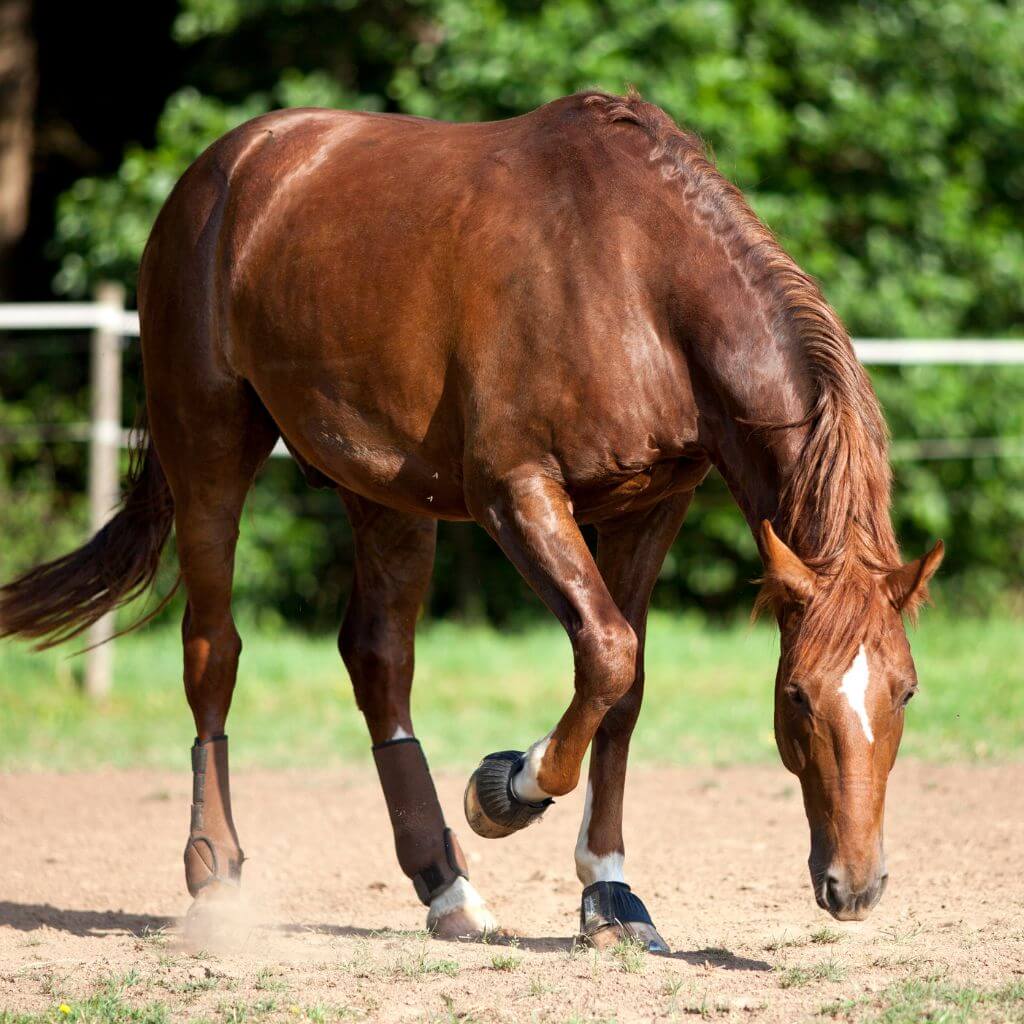 Understanding Your Horse: From Pawing to Affection - Insights and Practical Tips