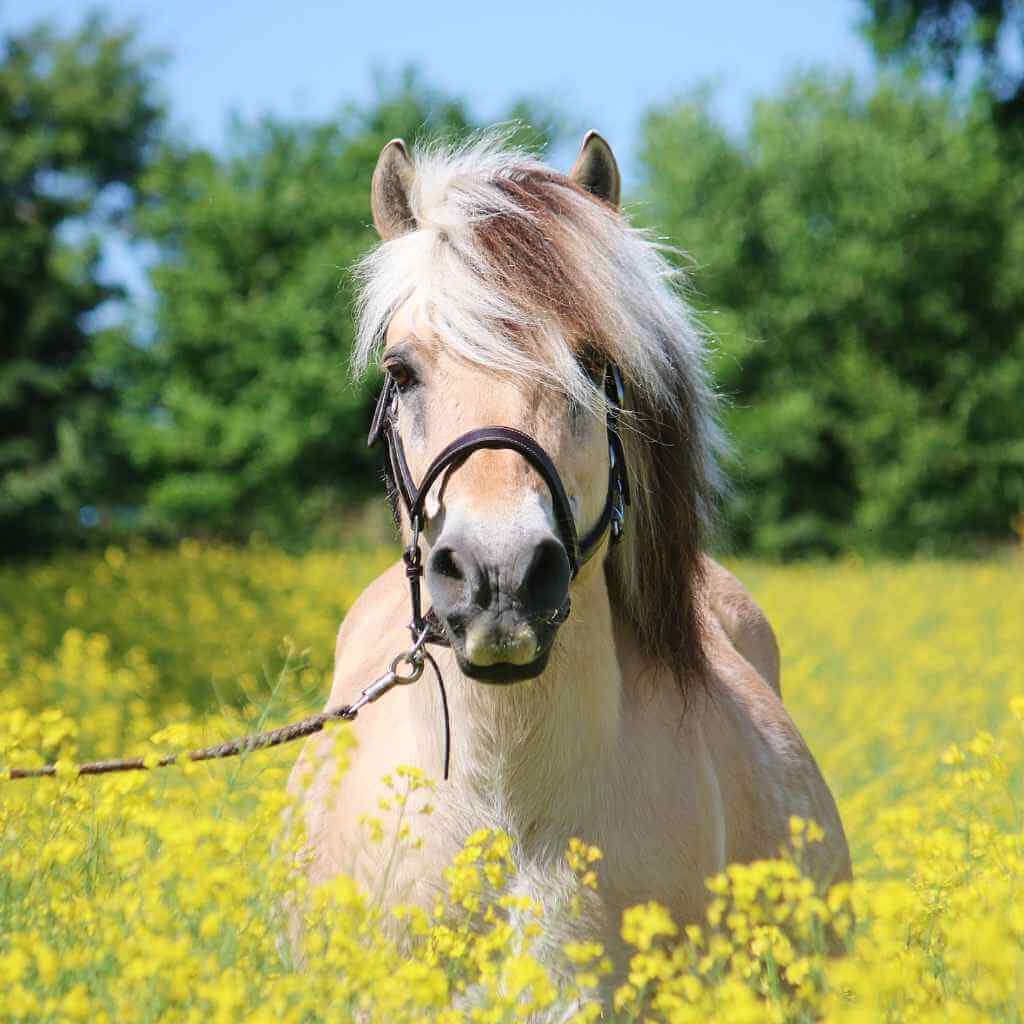 pony in a field of buttercups - just horse riders