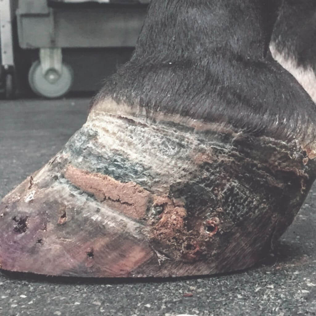 White Line Disease : Unraveling the Mystery of Hoof Disease & How to Kick It!