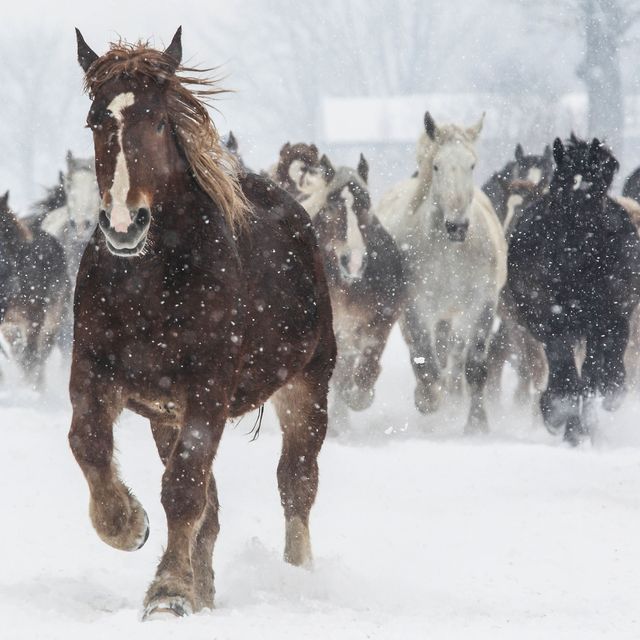 Winter tips for your Horse