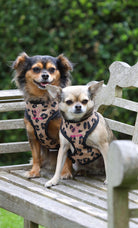 Digby & Fox Leopard Print Harness - Just Horse Riders