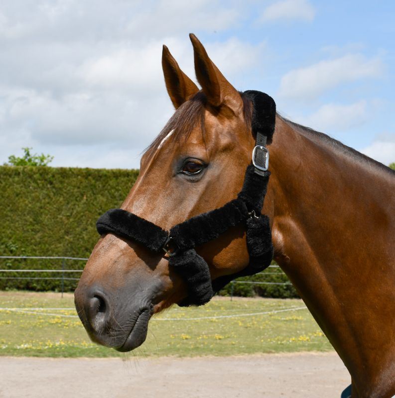 Rhinegold Fur Trim Headcollar - Just Horse Riders