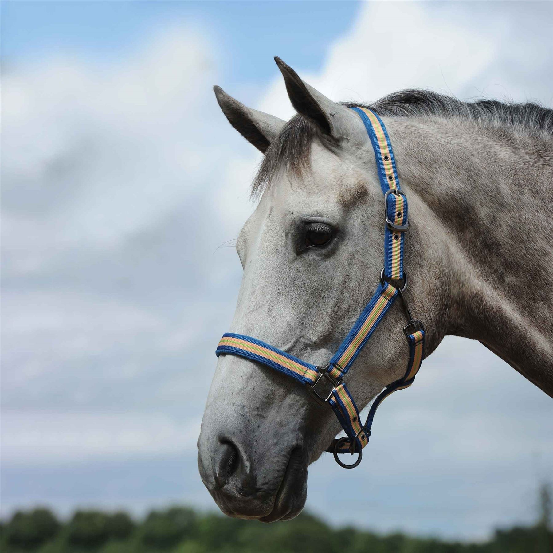 Weatherbeeta Coordinate Headcollar - Just Horse Riders