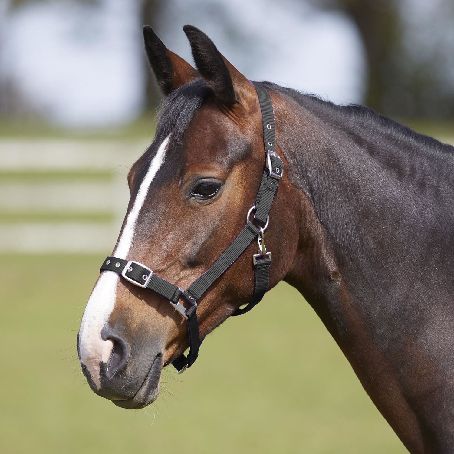 Bitz Everyday Adjustable Headcollar - Just Horse Riders