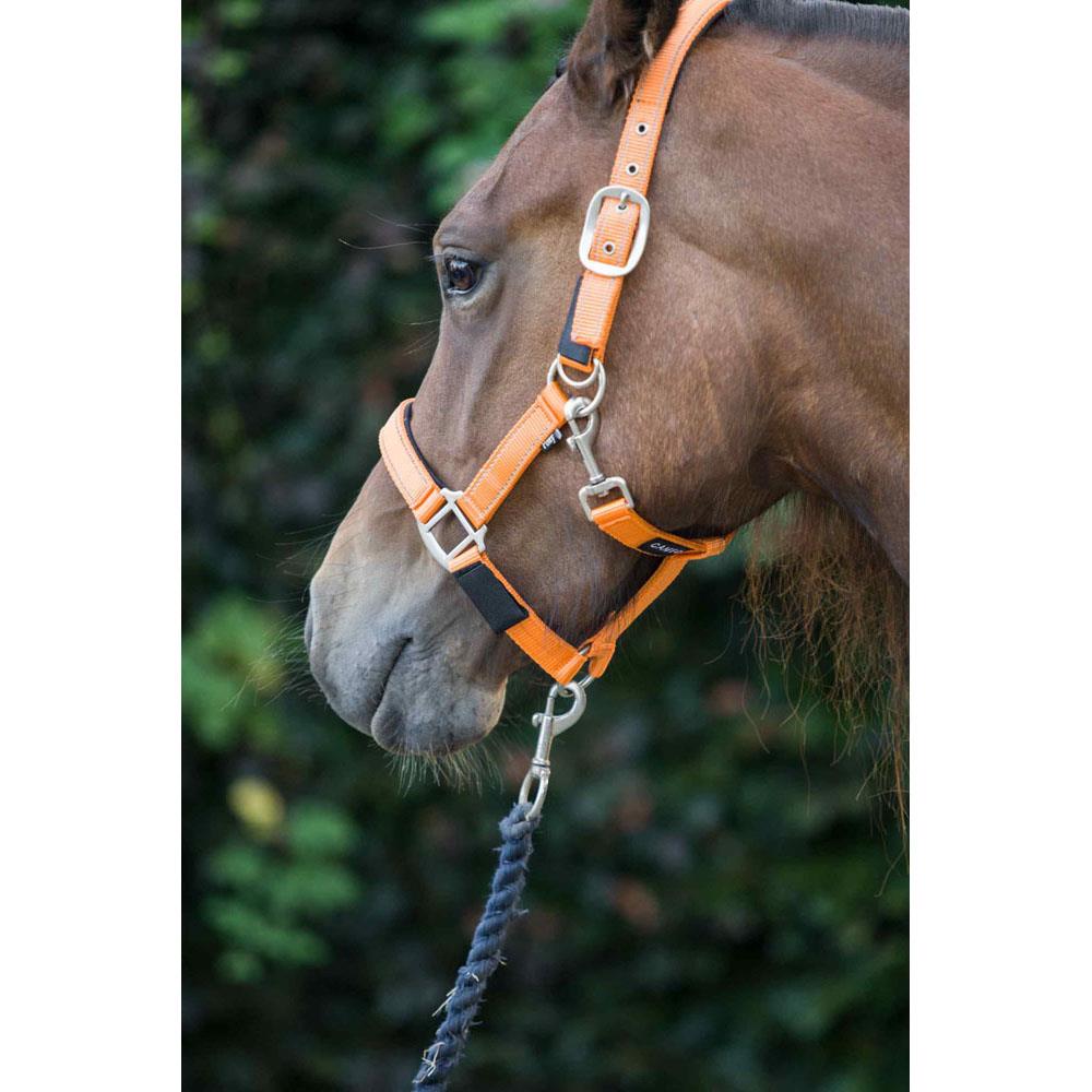 Cameo Equine Fieldsafe Headcollar - Keep Your Horse Safe with Reflective Webbing - Just Horse Riders