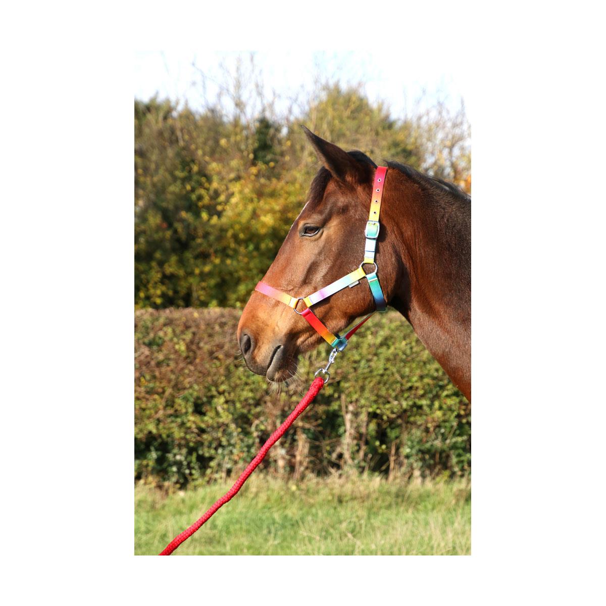 Hy Equestrian Ombre Head Collar & Lead Rope - Just Horse Riders