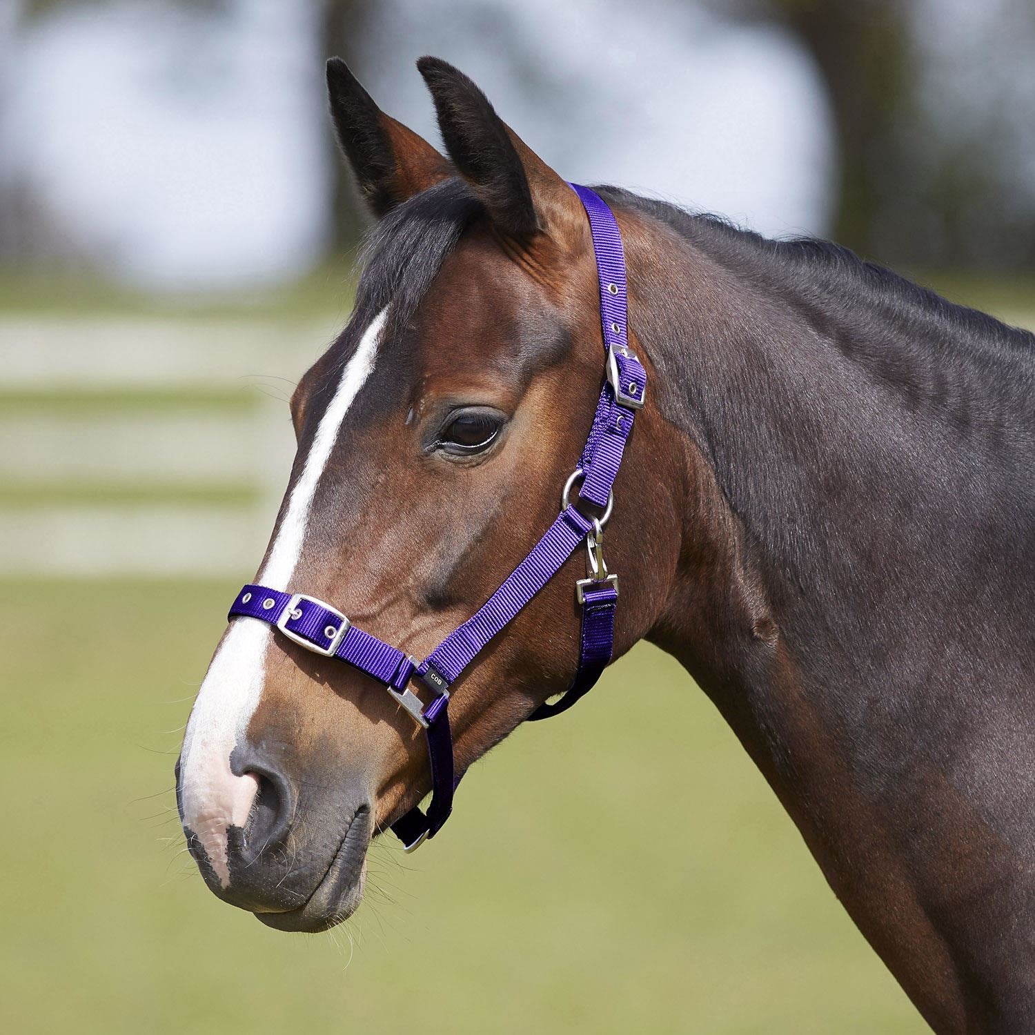 Bitz Everyday Adjustable Headcollar - Just Horse Riders