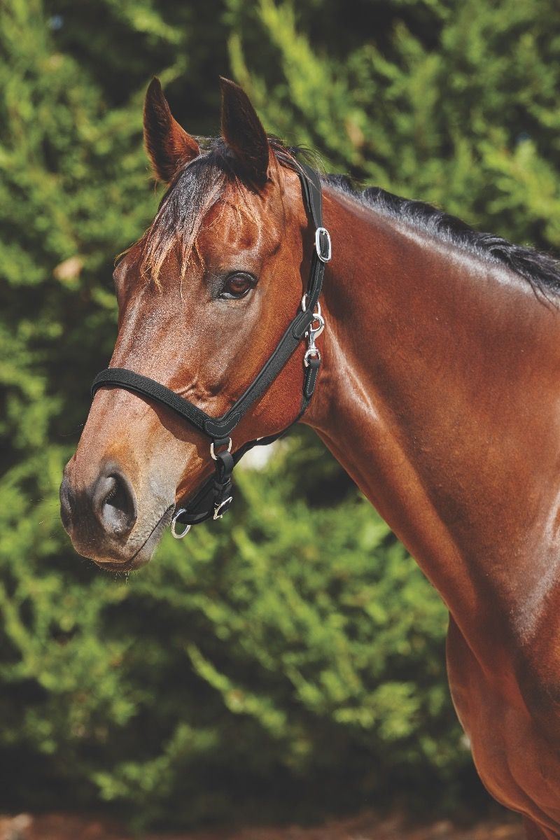 Weatherbeeta Comfitec Leather Headcollar - Just Horse Riders