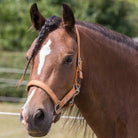 Cameo Equine Fieldsafe Headcollar - Keep Your Horse Safe with Reflective Webbing - Just Horse Riders