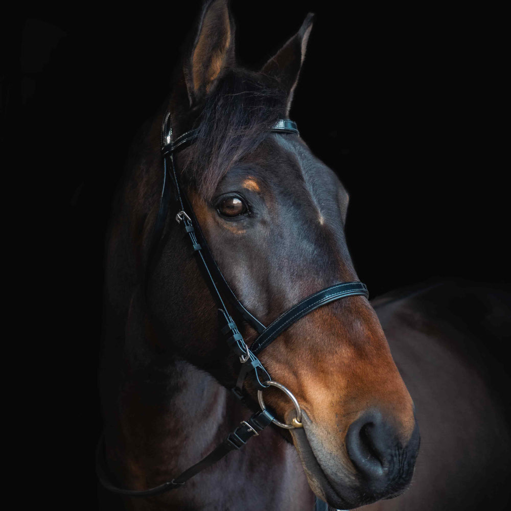 Cameo Equine Biothane Bridle - Padded & No-Leather Care Needed - Just Horse Riders