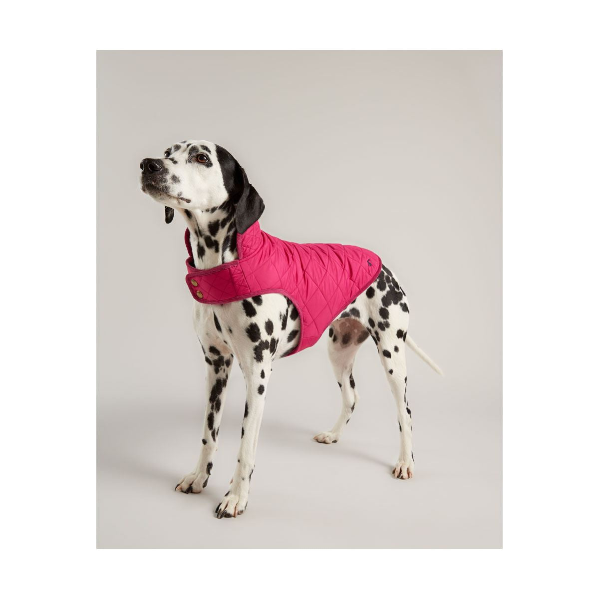 Joules Quilted Dog Coat – Just Horse Riders