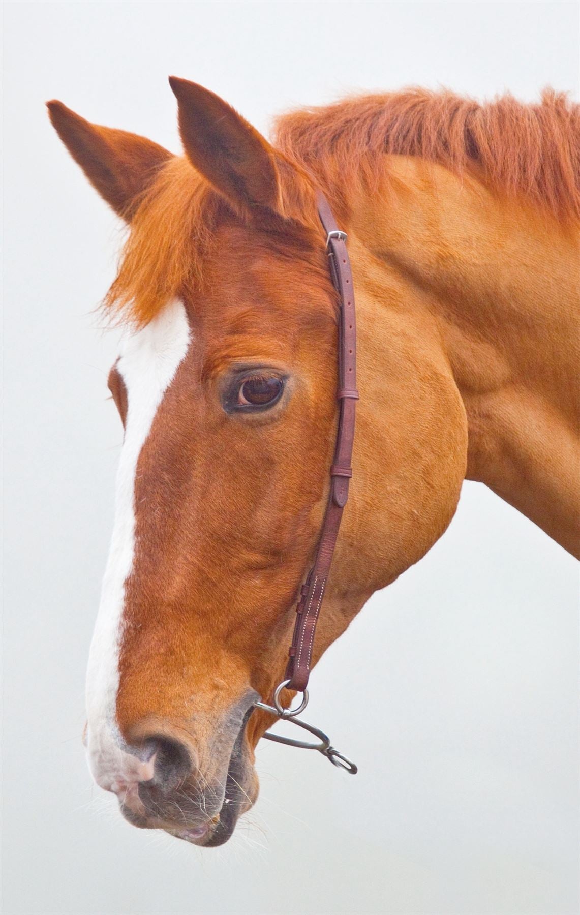 Shires Blenheim Chifney Bit Strap - Just Horse Riders