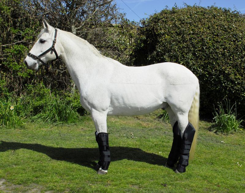 Rhinegold Full Length Travel Boots - Just Horse Riders