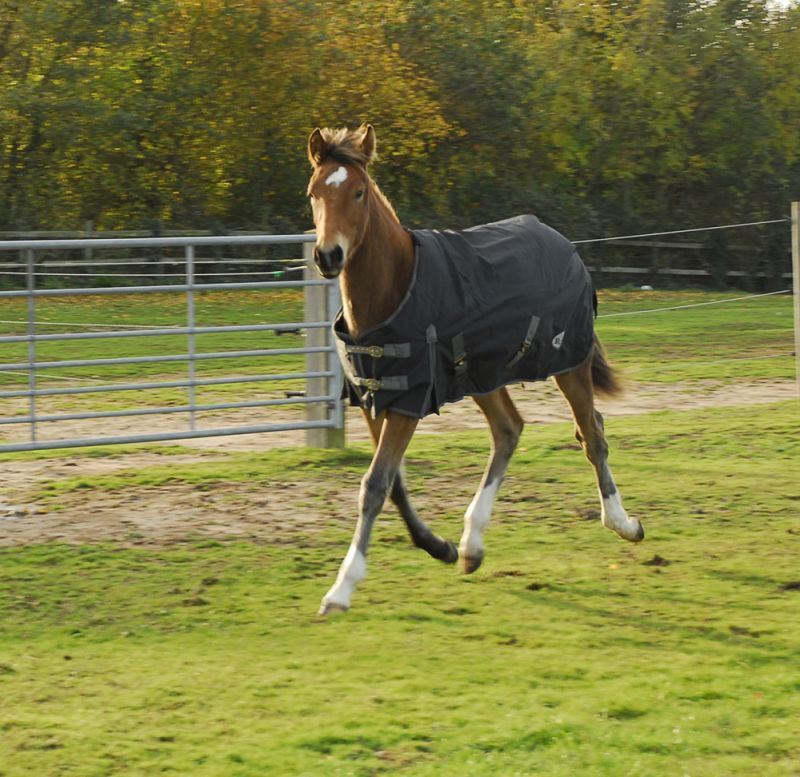 Rhinegold Foal Konig Outdoor Rug - Just Horse Riders