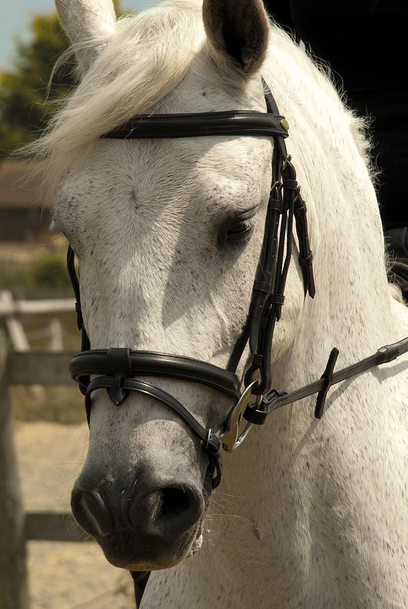 Rhinegold Bridle - Just Horse Riders