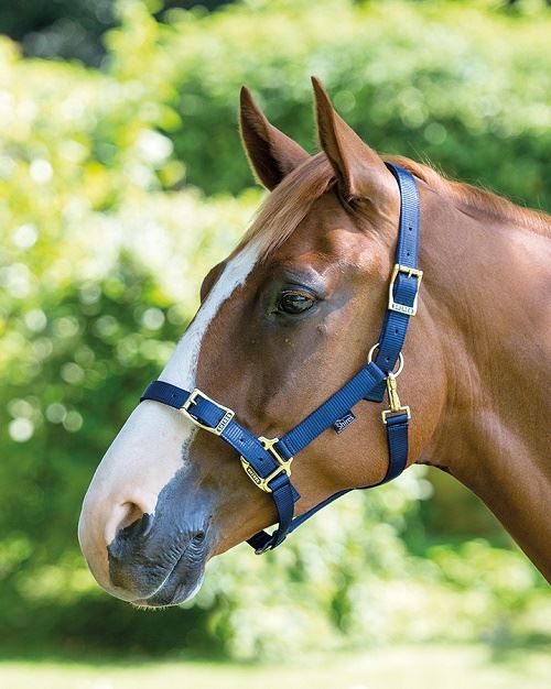 Shires Pro Adjustable Headcollar - Just Horse Riders