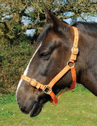 Rhinegold Nylon Headcollar - Just Horse Riders