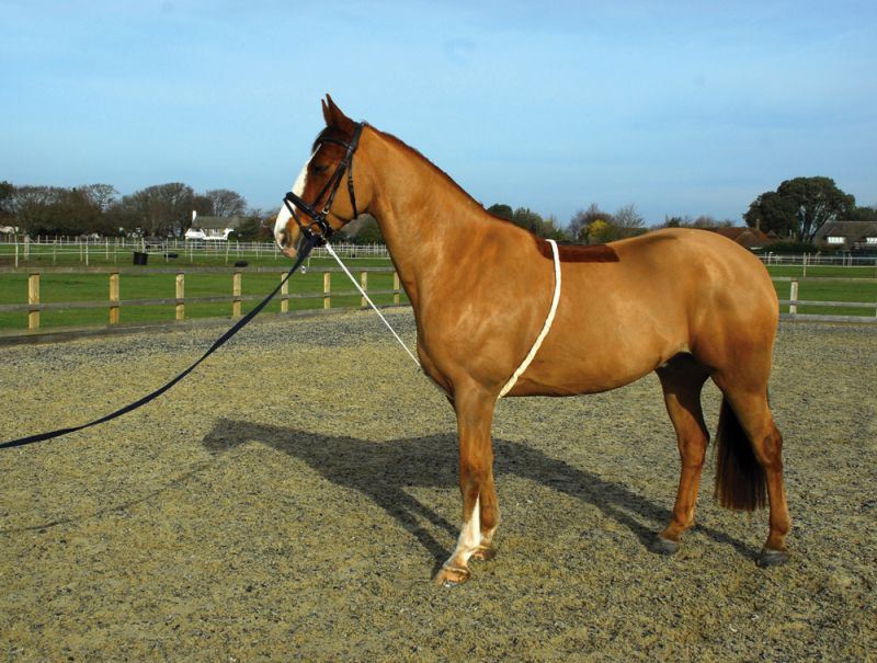 Rhinegold Soft Lunge Aid - Just Horse Riders