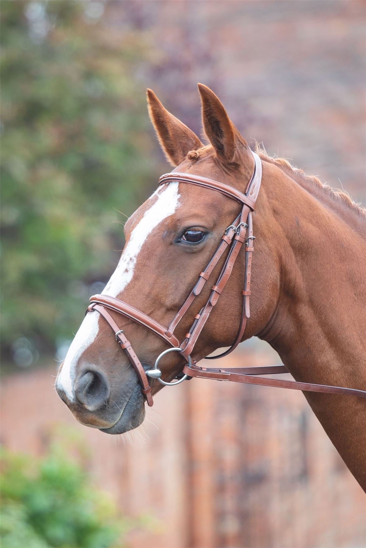 Shires Avignon Padded Raised Flash Bridle - Just Horse Riders