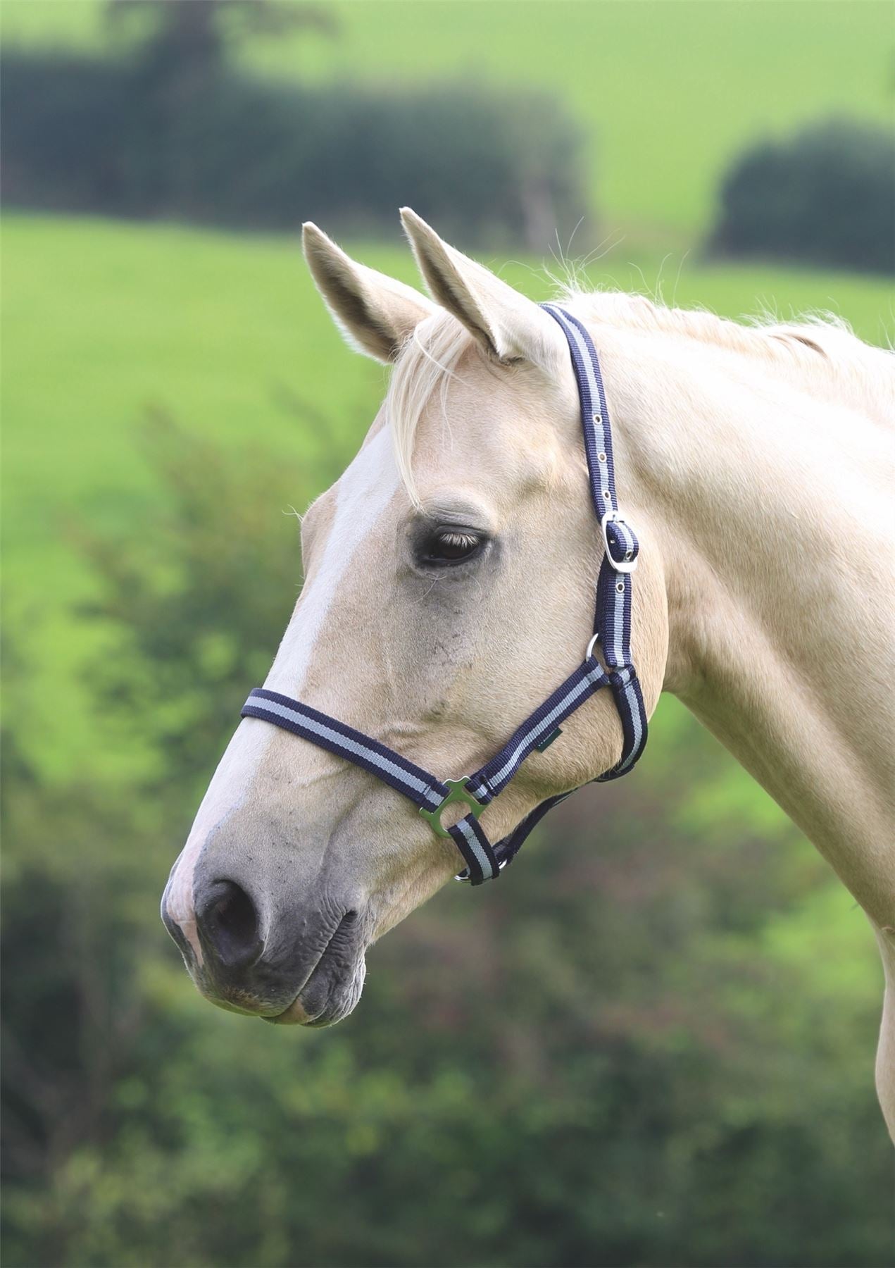 Shires Wessex Headcollar - Just Horse Riders