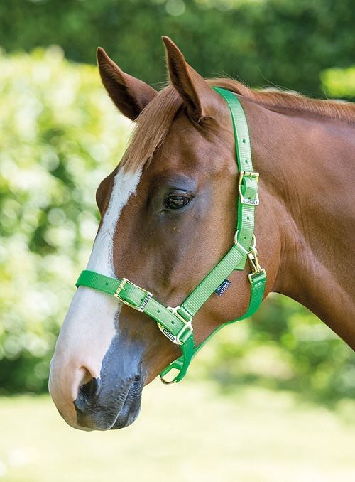 Shires Pro Adjustable Headcollar - Just Horse Riders