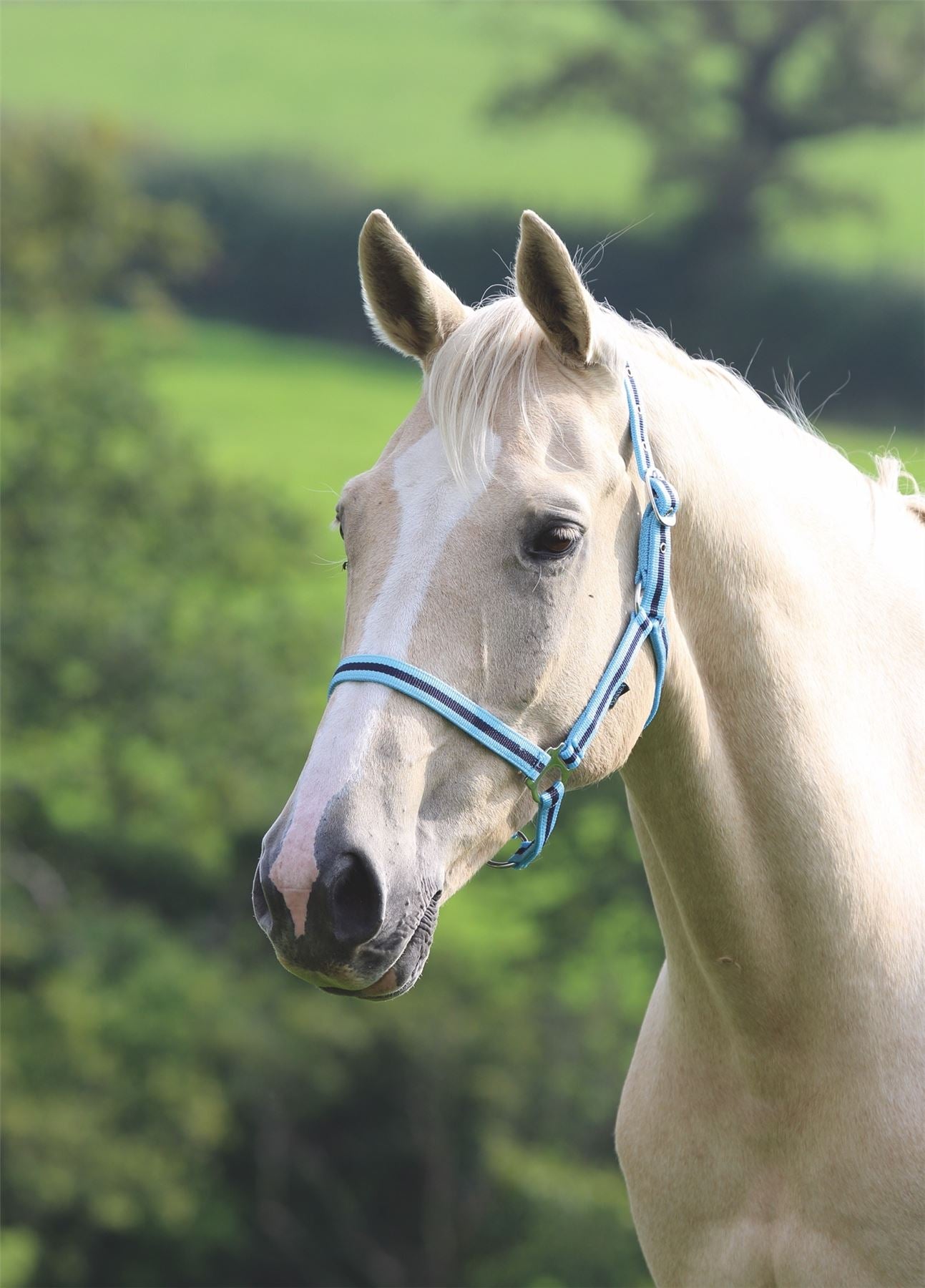 Shires Wessex Headcollar - Just Horse Riders