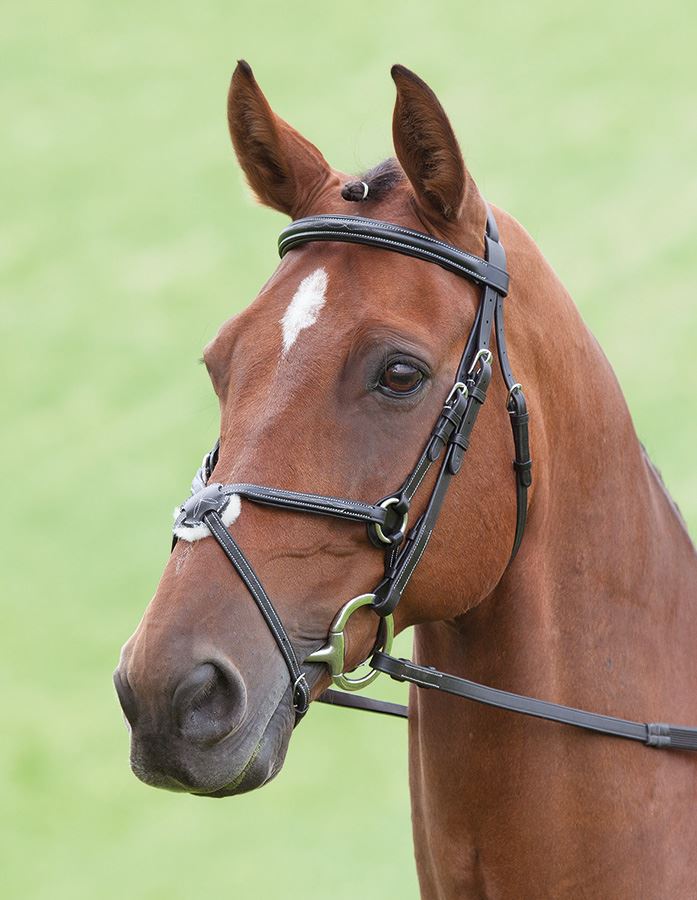 Shires Salisbury Brackley Bridle