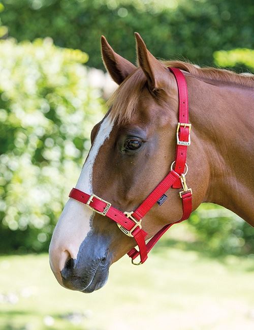 Shires Pro Adjustable Headcollar - Just Horse Riders