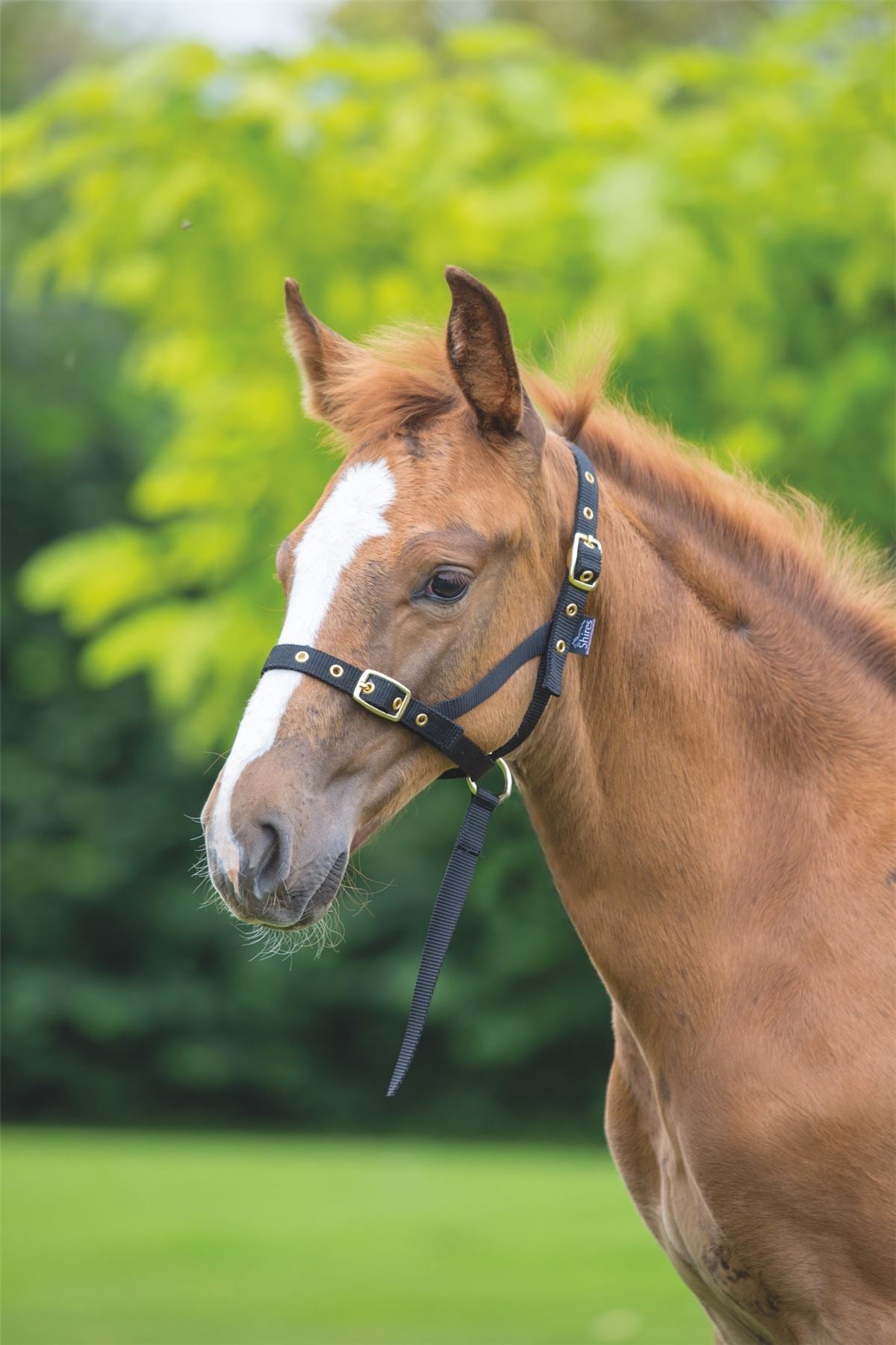 Shires Foal Slip - Just Horse Riders