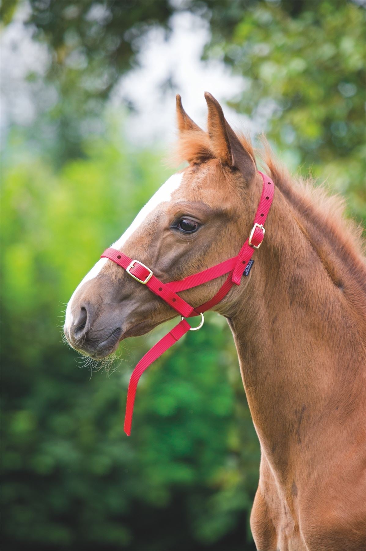 Shires Foal Slip - Just Horse Riders