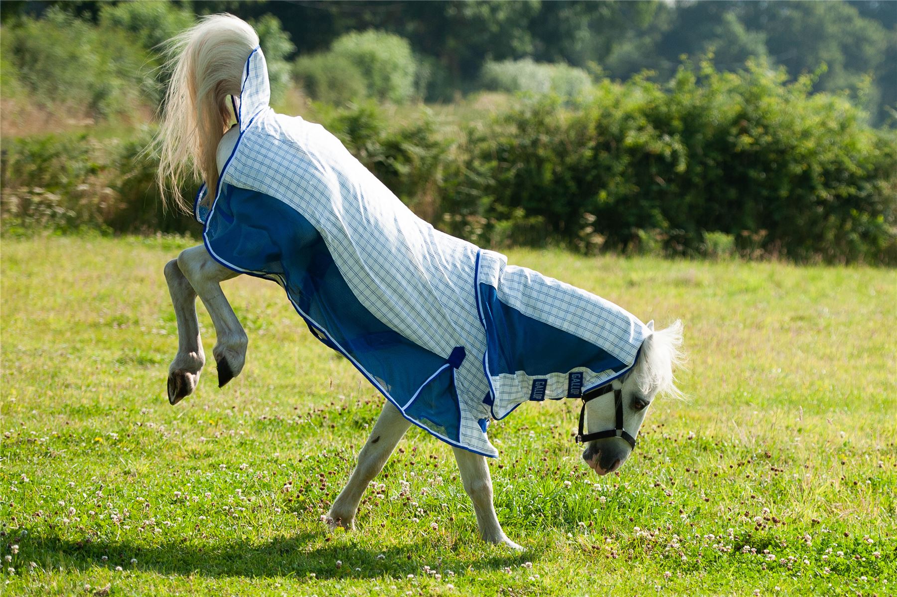 Gallop Equestrian Air Mesh Summer Sheet Combo - Just Horse Riders