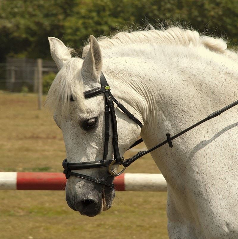 Rhinegold Bridle - Just Horse Riders